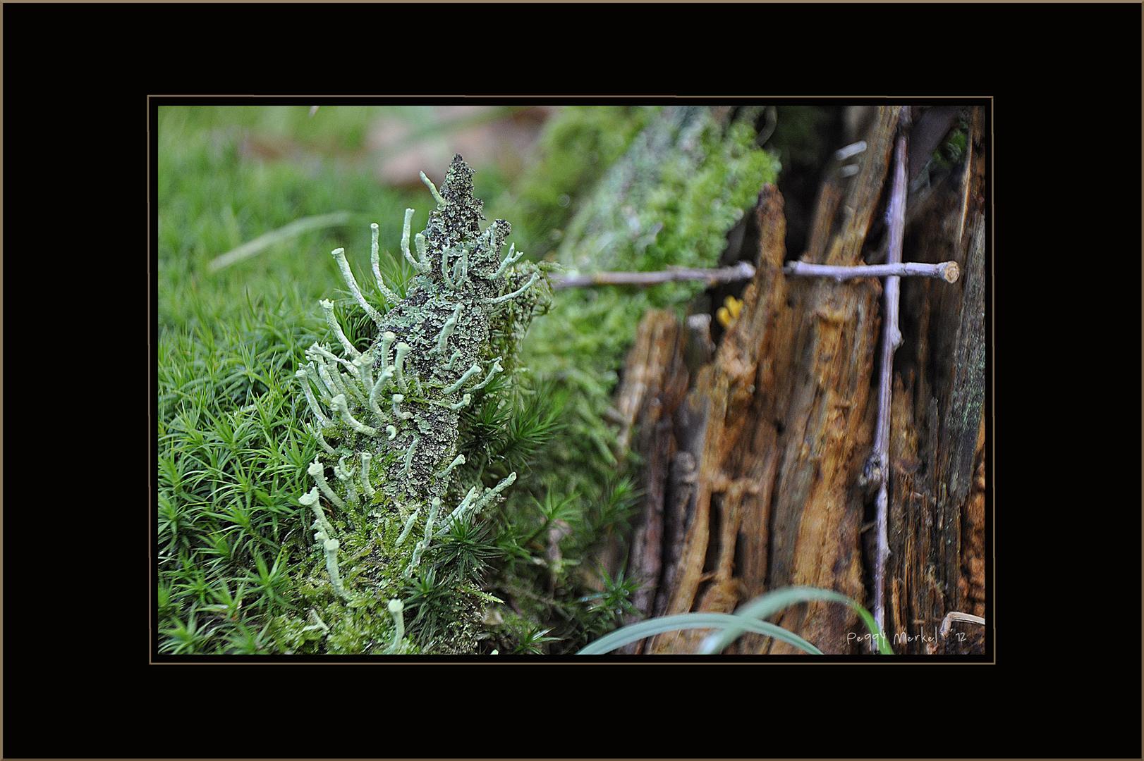 Impressionen vom Waldspaziergang 2012.7