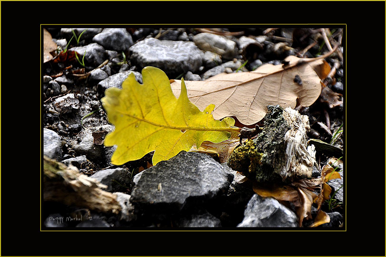 Impressionen vom Waldspaziergang 2012.8