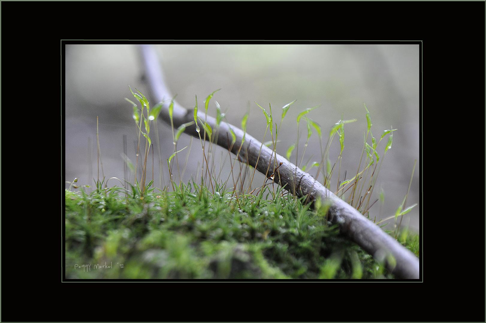 Impressionen vom Waldspaziergang 2012.9