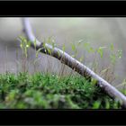 Impressionen vom Waldspaziergang 2012.9