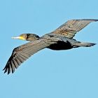 Impressionen von den Krickenbecker Seen: Kormoran beim Überflug ...