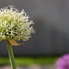 Impressionen von der Gartenschau - betoniert