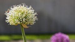 Impressionen von der Gartenschau - betoniert