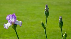 Impressionen von der Gartenschau - erblüht