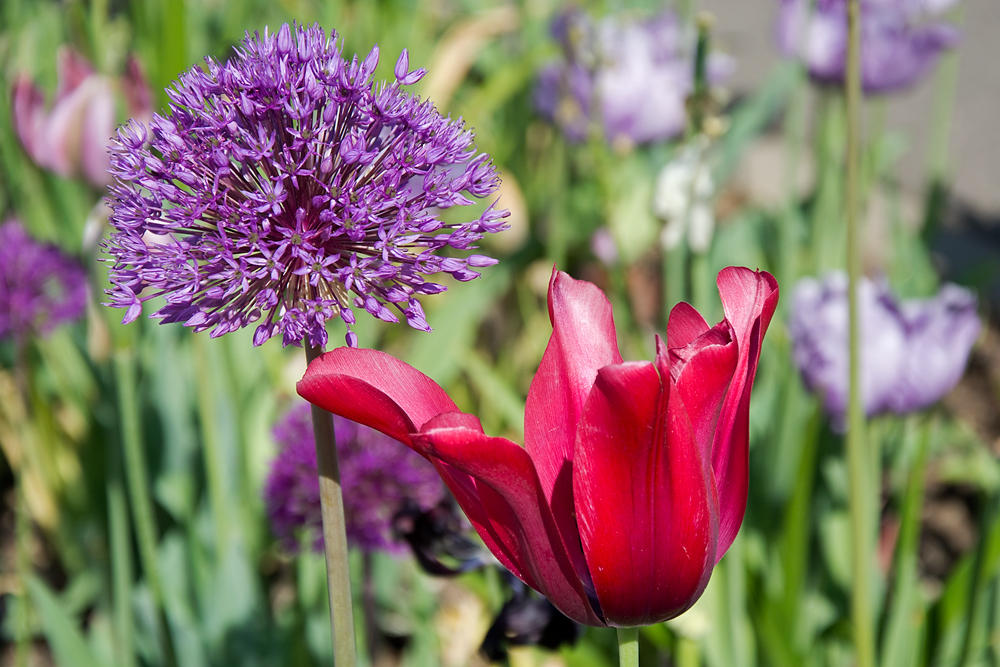 Impressionen von der Gartenschau - klassisch