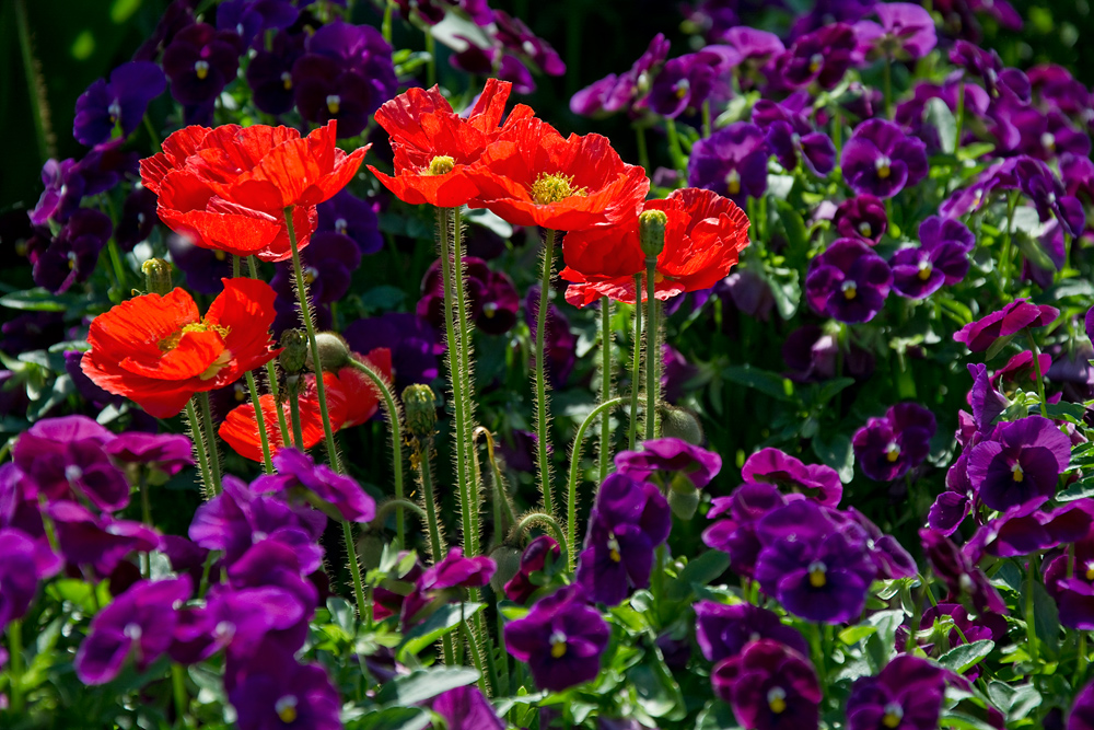 Impressionen von der Gartenschau - knallig