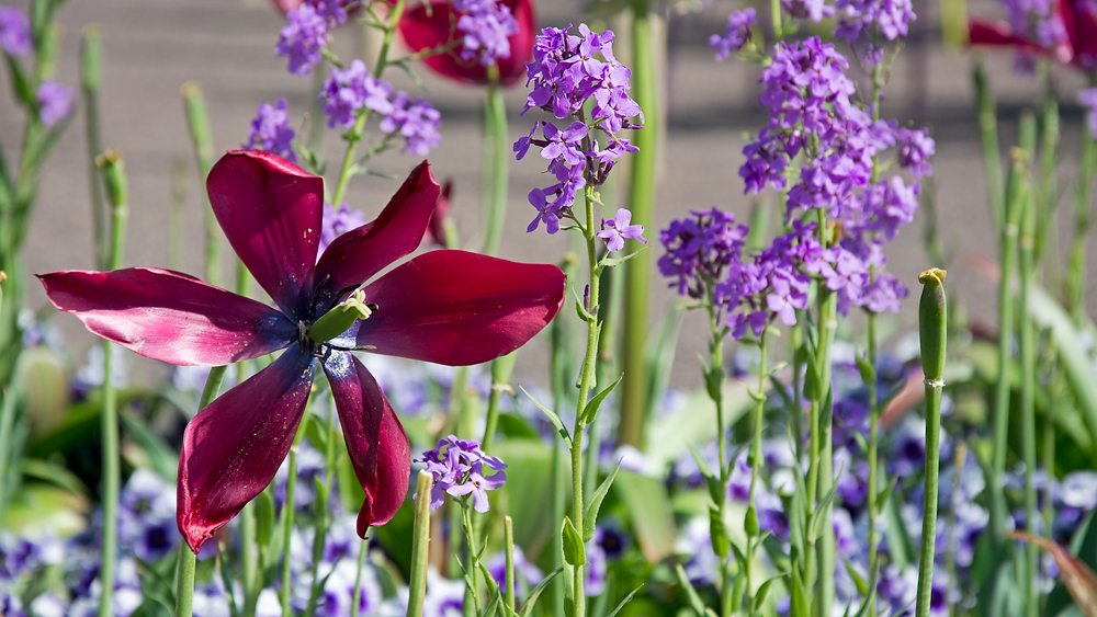 Impressionen von der Gartenschau - vergänglich