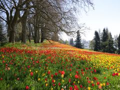 Impressionen von der Insel Mainau im April 2021