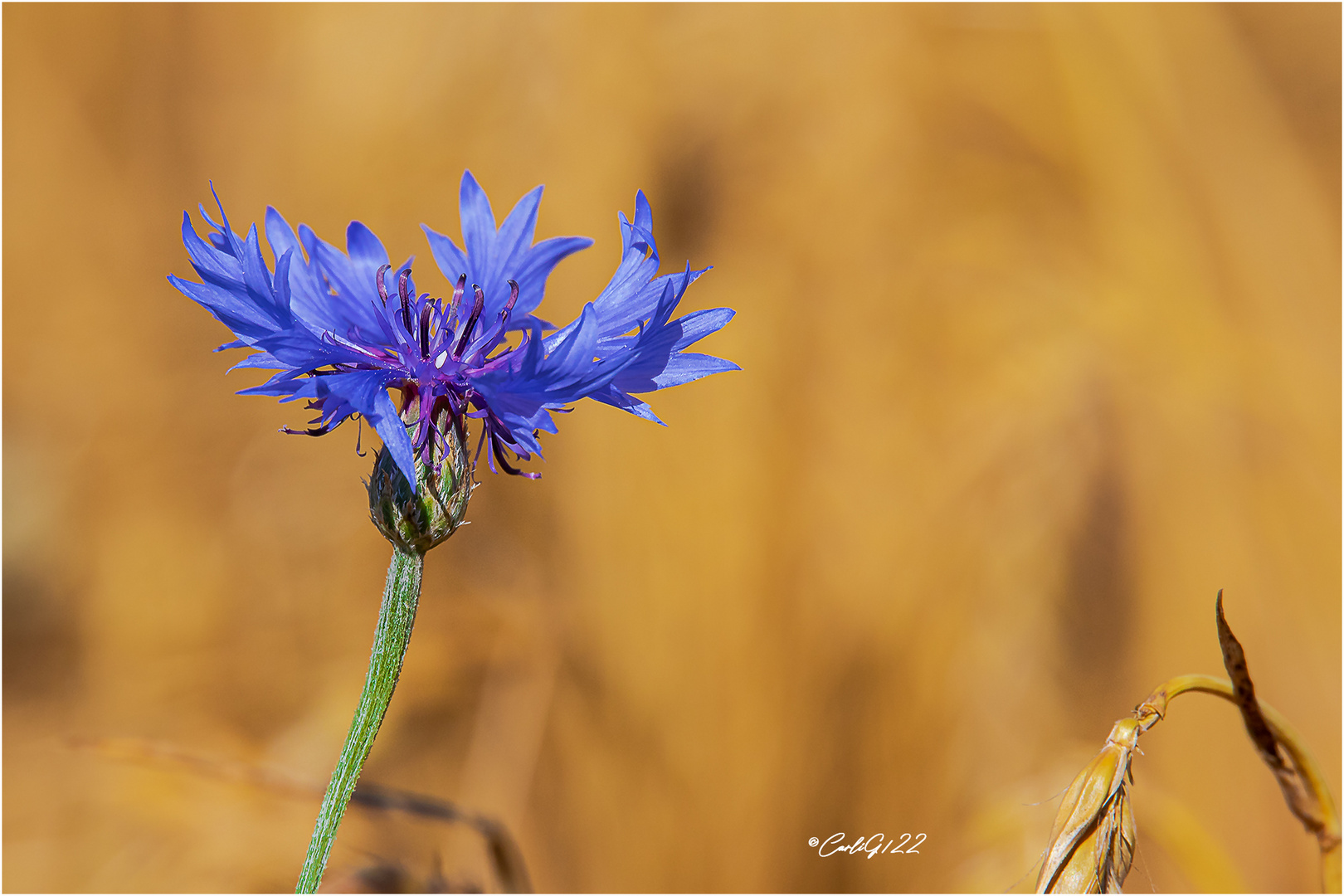 Impressionen von der Kornblume