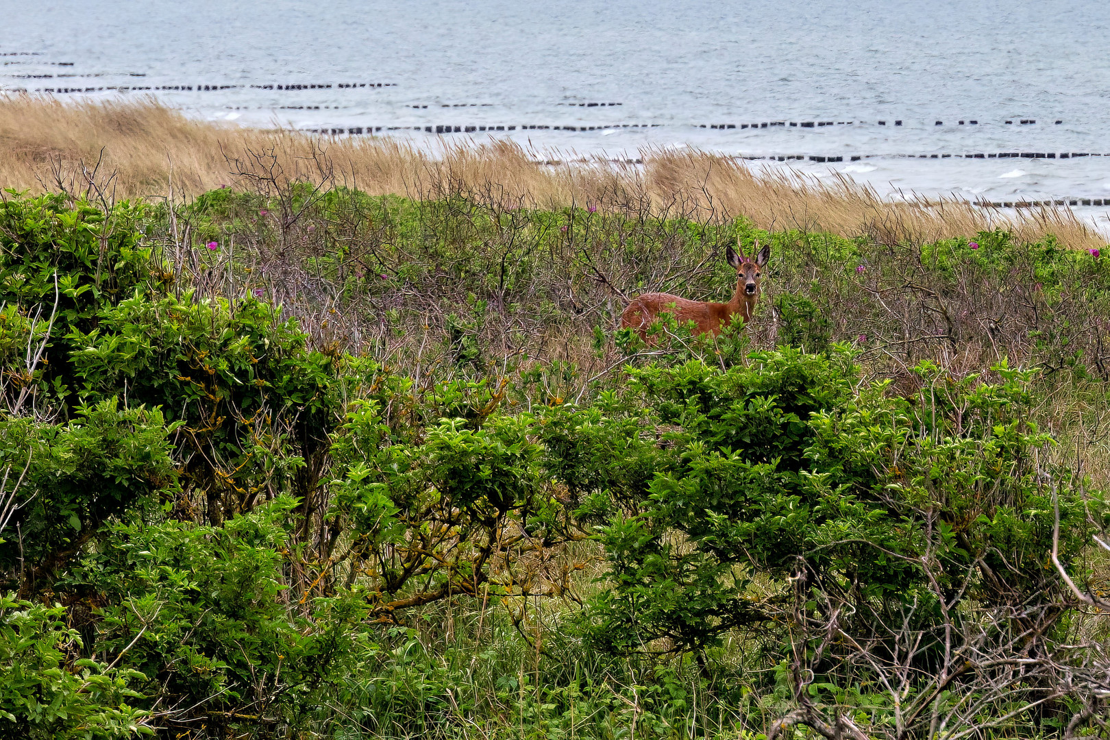 Impressionen von der Lieblingsinsel Hiddensee