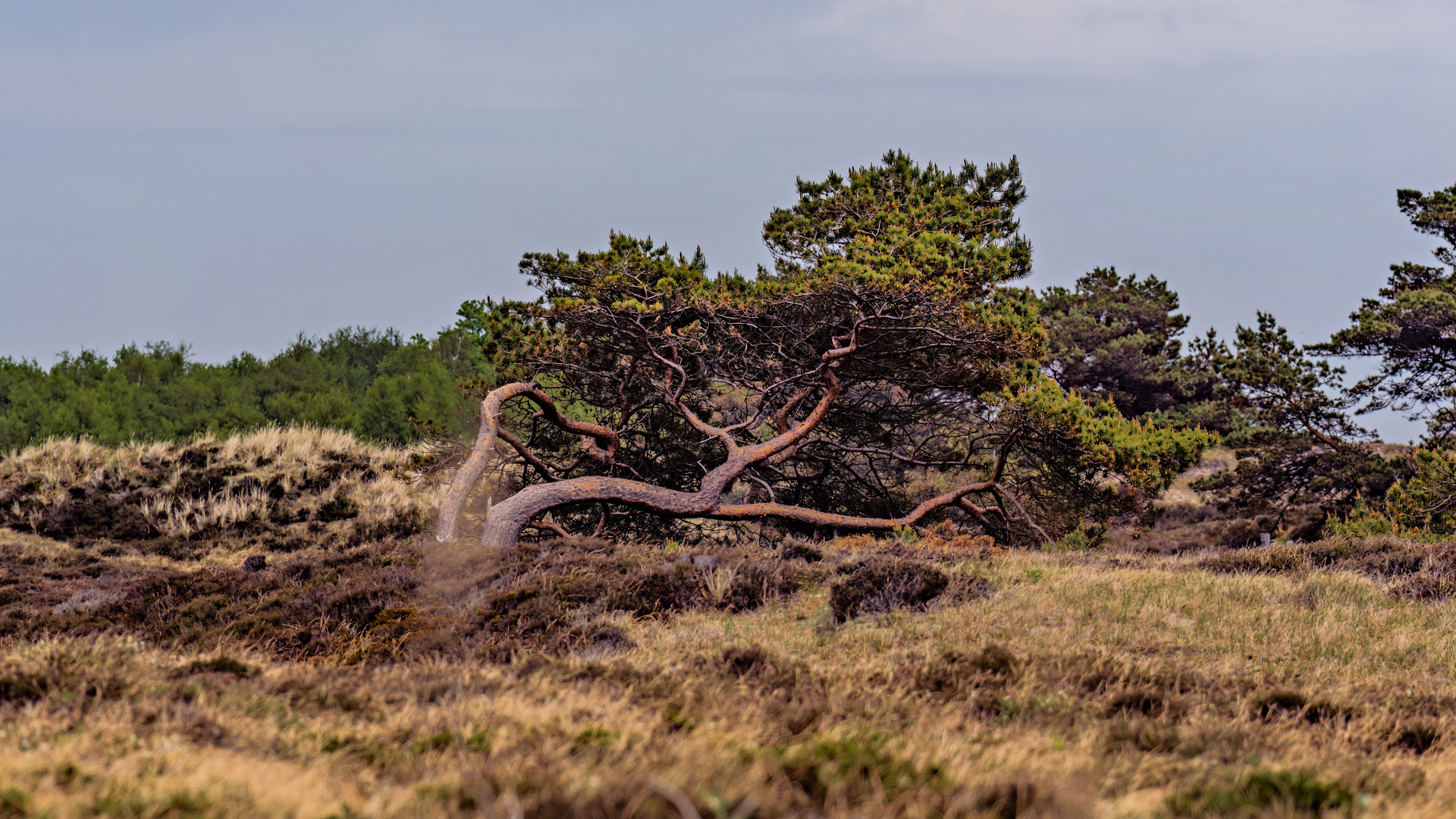 Impressionen von der Lieblingsinsel Hiddensee