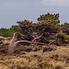 Impressionen von der Lieblingsinsel Hiddensee