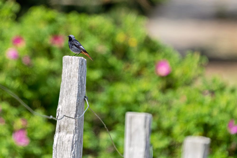 Impressionen von der Lieblingsinsel Hiddensee