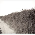 Impressionen von der Nordsee - Utersum, Föhr