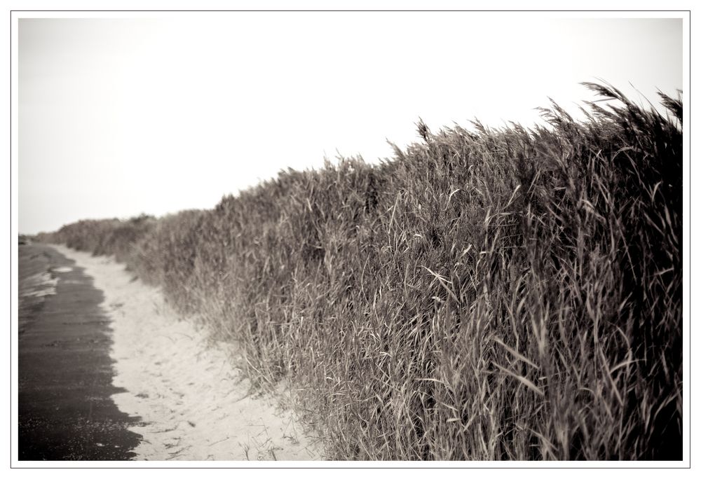 Impressionen von der Nordsee - Utersum, Föhr