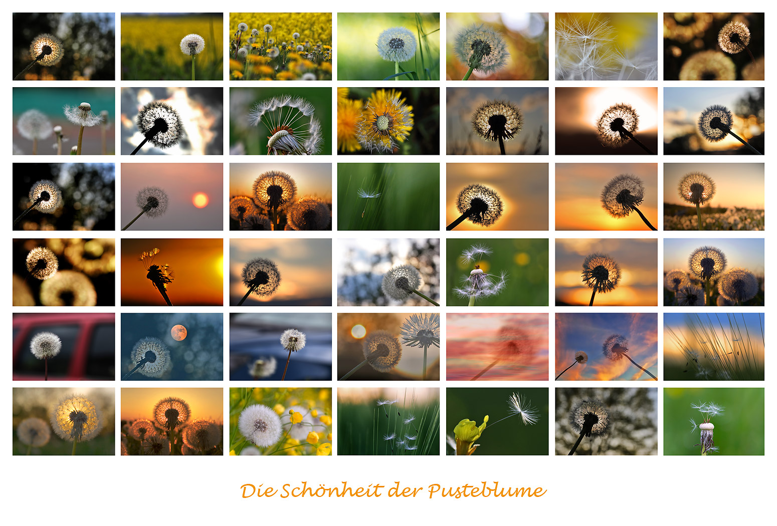 Impressionen von der Pusteblume