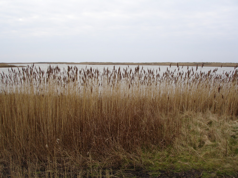 Impressionen von Fehmarn (2)