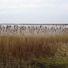 Impressionen von Fehmarn (2)