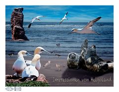 Impressionen von Helgoland