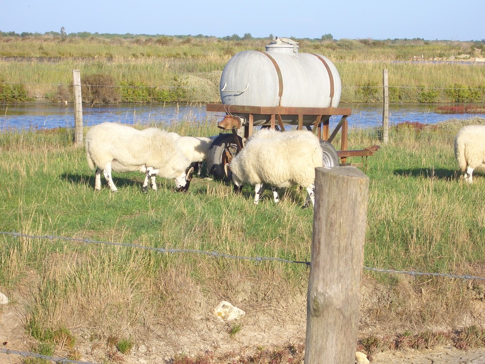 Impressionen von Ile de Ré