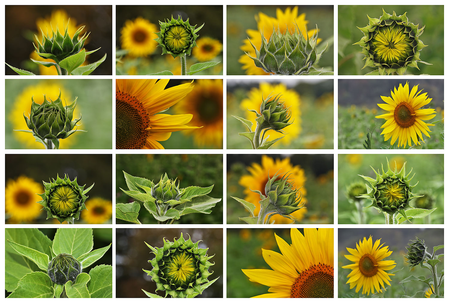 Impressionen von Sonnenblumen