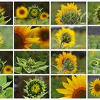 Impressionen von Sonnenblumen