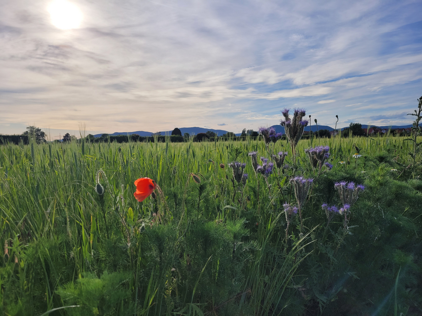 Impressionen Vorderpfalz