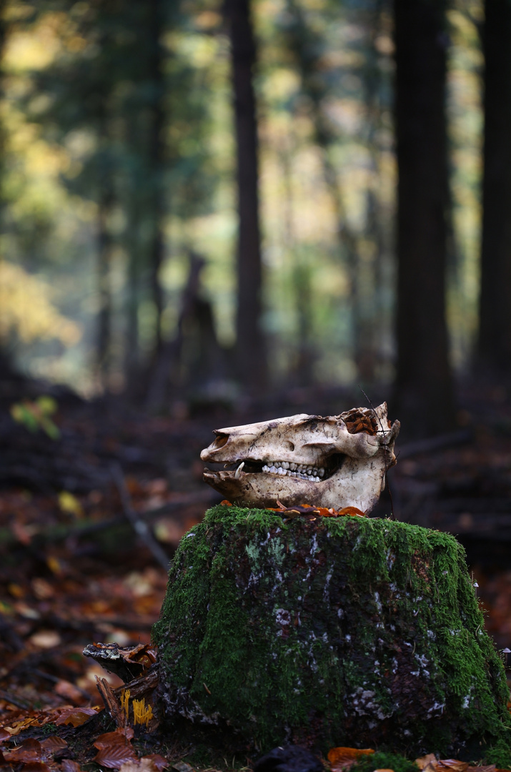 Impressionen zu Samhain - Halloween 2020.