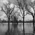 Impressionen zum Hochwasser in Köln Februar 2021....