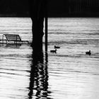 Impressionen zum Hochwasser in Köln Februar 2021