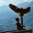 Impressionen(2) von der Greifvogelschau Schloss Tirol