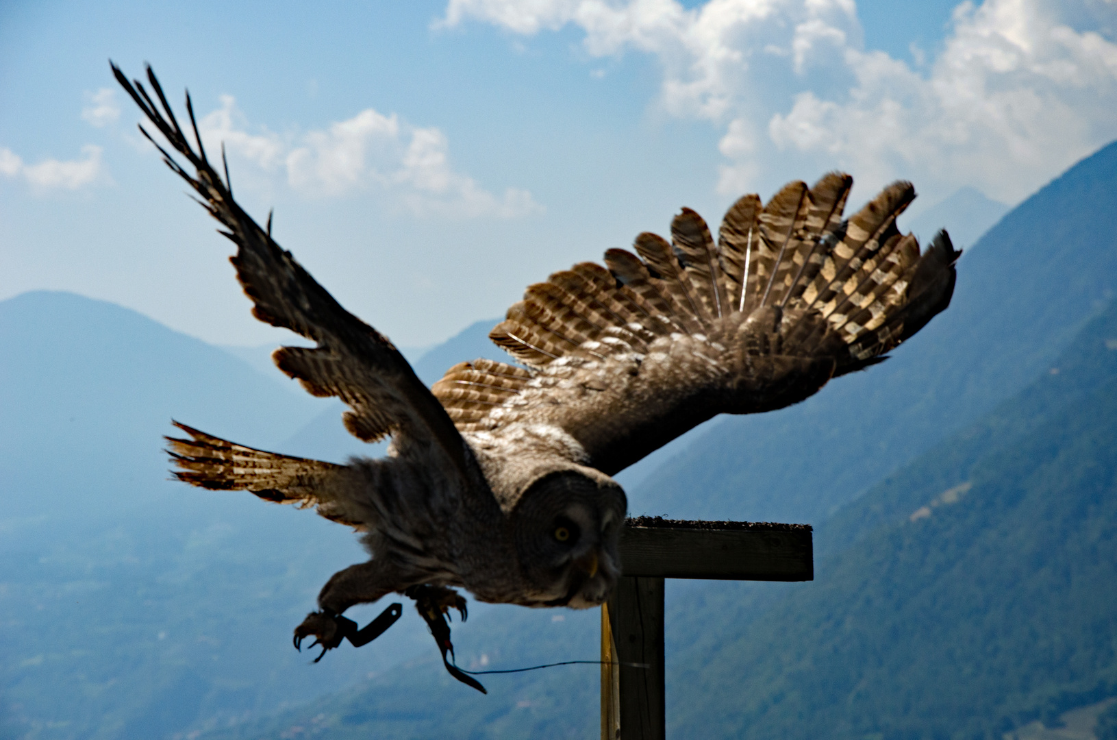 Impressionen(3) von der Greifvogelschau Schloss Tirol