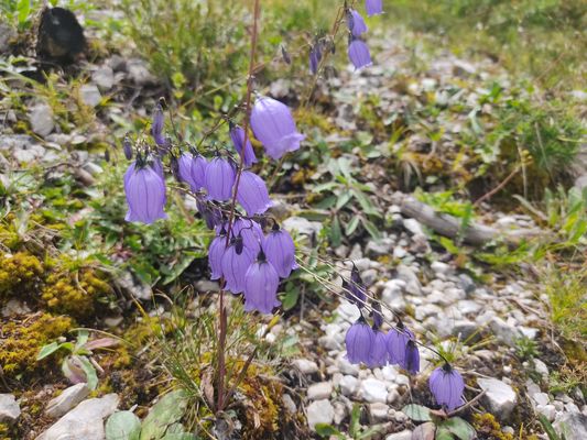 Impressioni di montagna 2