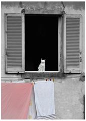 Impressioni Lariane - Gatto bianco