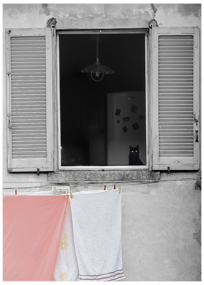 Impressioni Lariane - Gatto nero