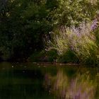 Impressioni sul fiume