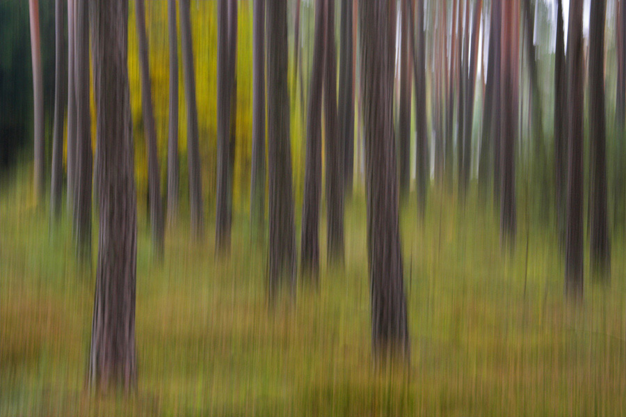 Impressionismus im Wald...