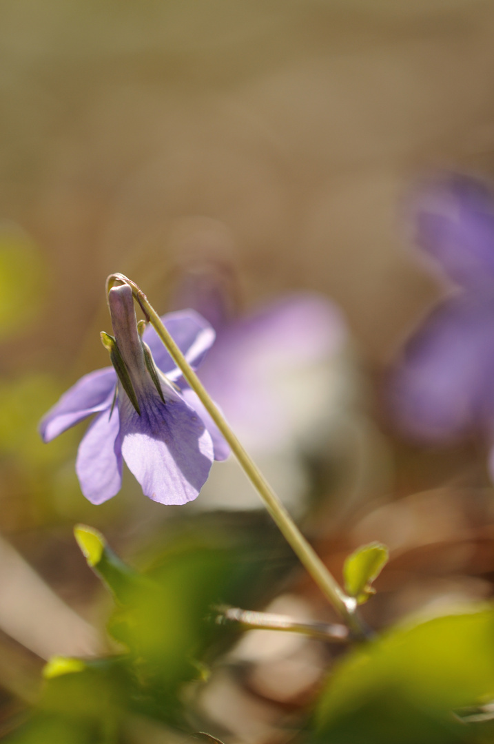 Impressionistische Veilchenbilder