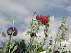 Impressionistisches Blumenbeet - Gartenschau in Rechberghausen