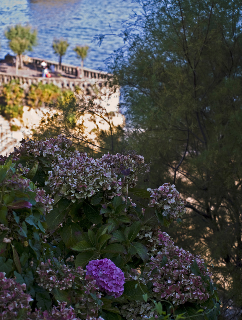 Impressions de Biarritz 25 -- Fin de saison…et des hortensias !