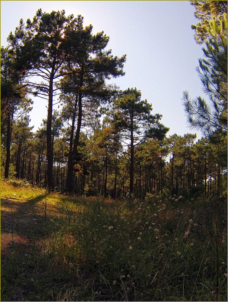 Impressions de la forêt landaise - 3 -- Eindrücke von dem Landes-Wald – 3