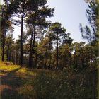 Impressions de la forêt landaise - 3 -- Eindrücke von dem Landes-Wald – 3