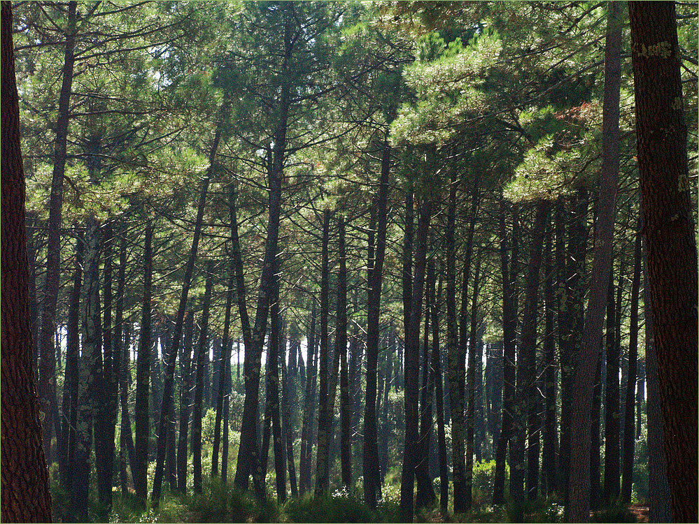 Impressions de la forêt landaise - 5 -- Eindrücke von dem Landes-Wald – 5