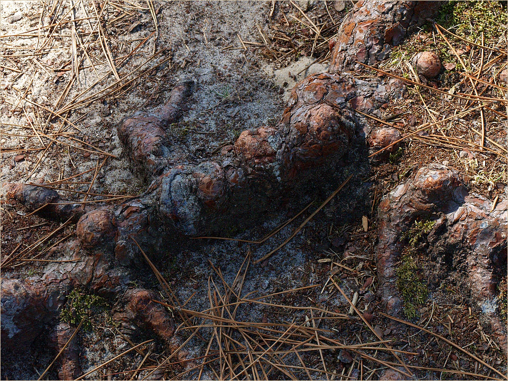 Impressions de la forêt landaise - 6 -- Mais c’est quoi cette bête, là… ?