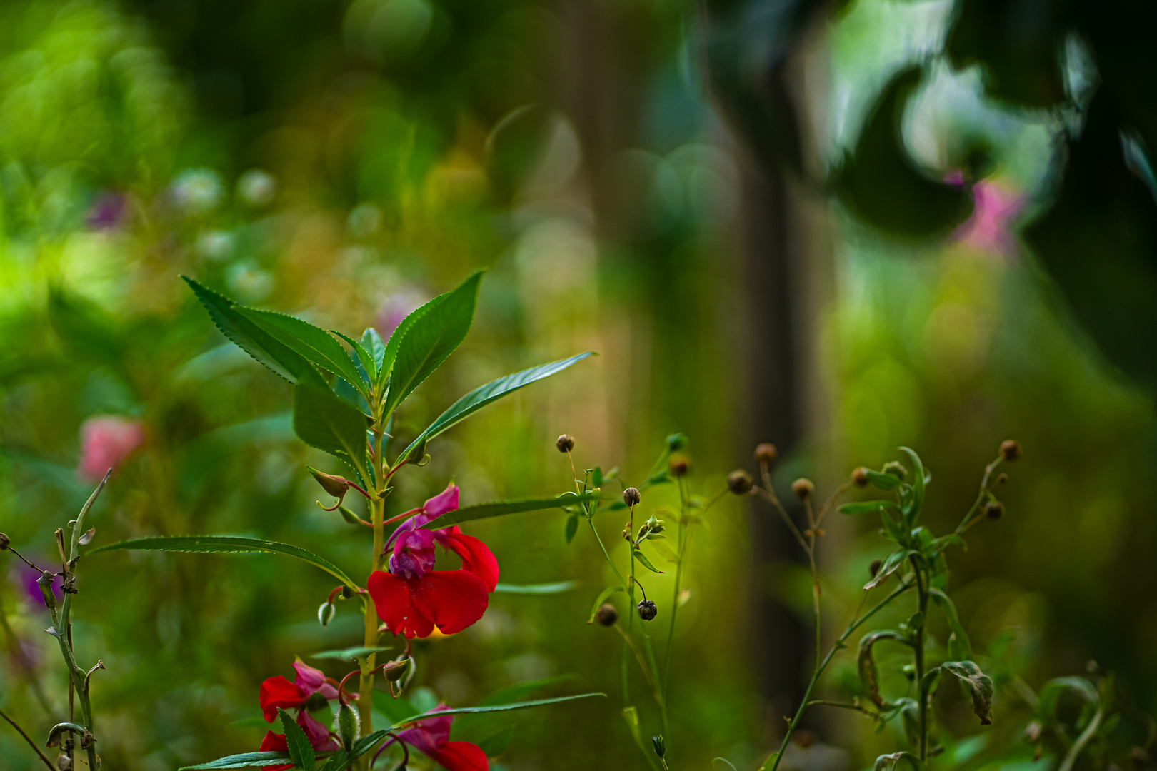 Impressions du jardin 