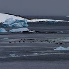 Impressions of Antartica  -  Motiv vom Weltenbummler