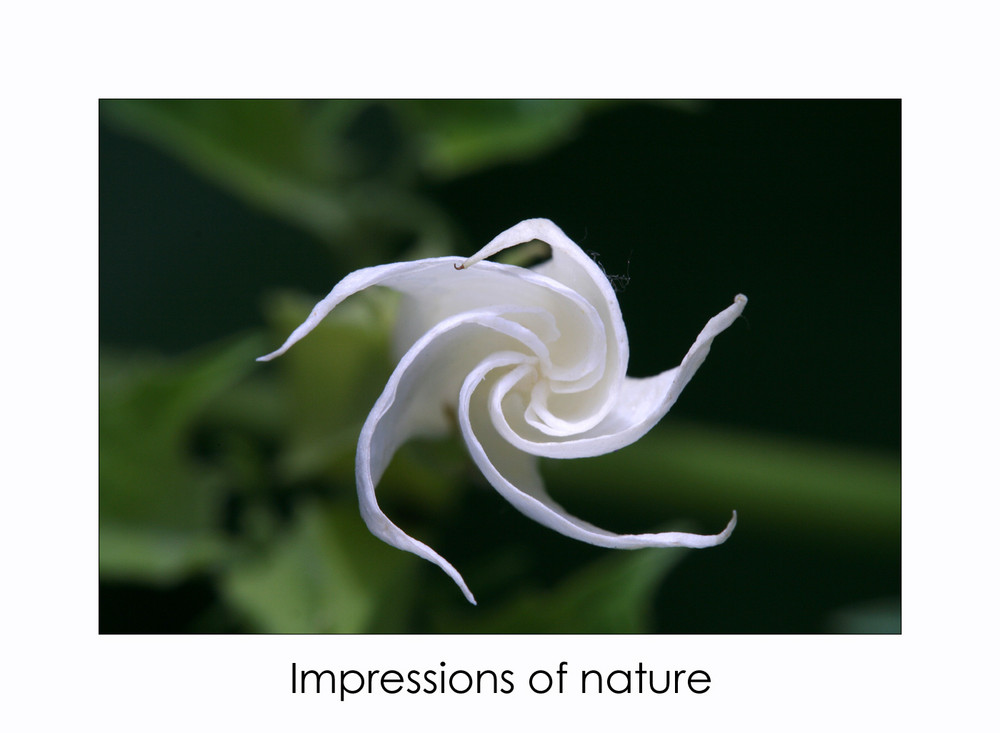 Impressions of nature