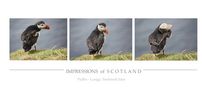 [impressions of scotland] - puffin trilogie von Meleah 