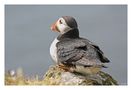 [impressions of scotland] - puffin "watching" von Meleah 