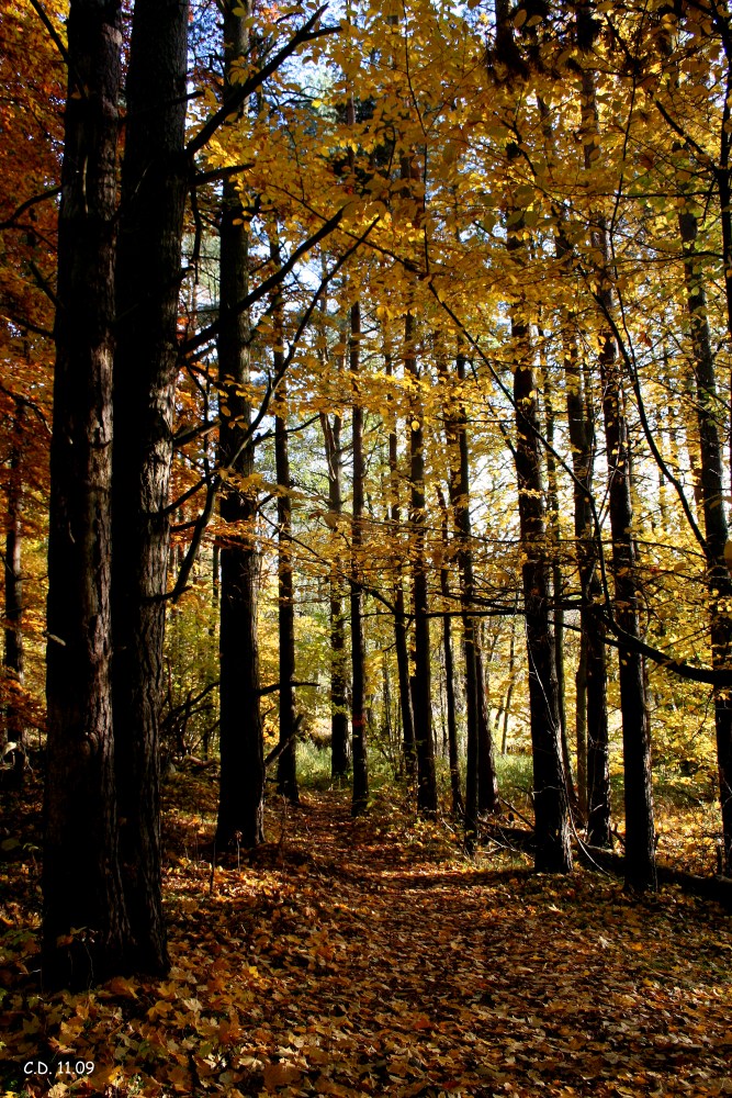 Impressions of Sweden in autumn V